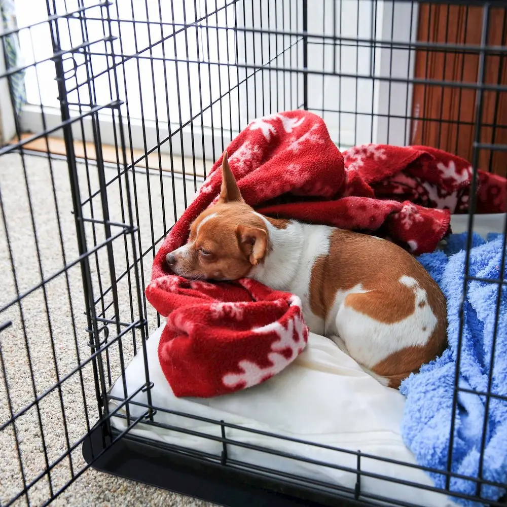 Polypropylene Pet Crate Floor Protection Mat - Medium - 20" x 26"